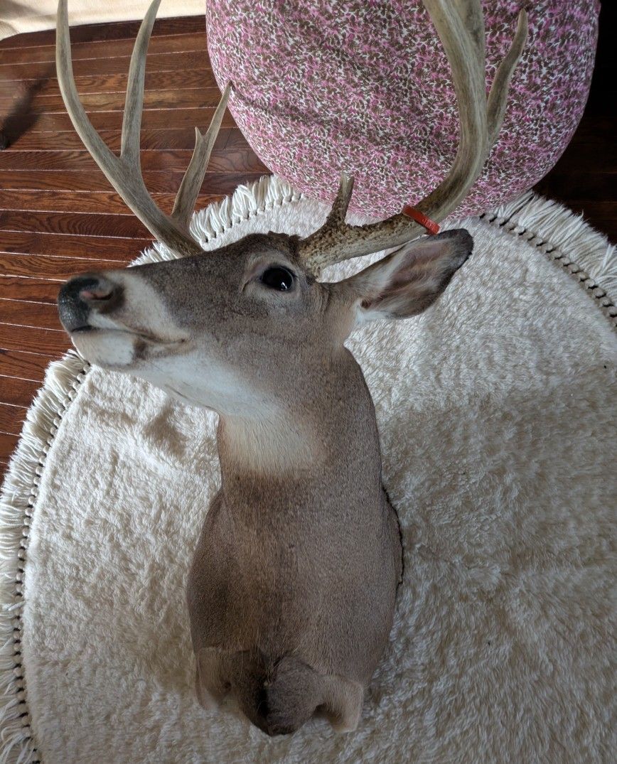 Mounted Deer
