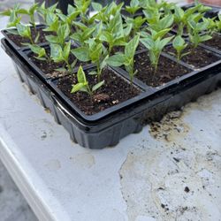 Black Cuban And Black Cobra Chill Plants 