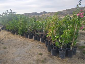 Trees and succulents