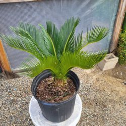 Sago Palm Plant 12" Pot 