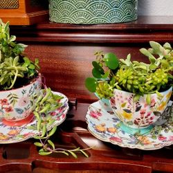 Elegant Vintage Tea Cup 
Succulent Arrangement  Plant