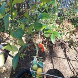 Árbol De Limón 🍋 Amarillo 