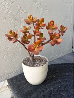 Red and orange jade plant