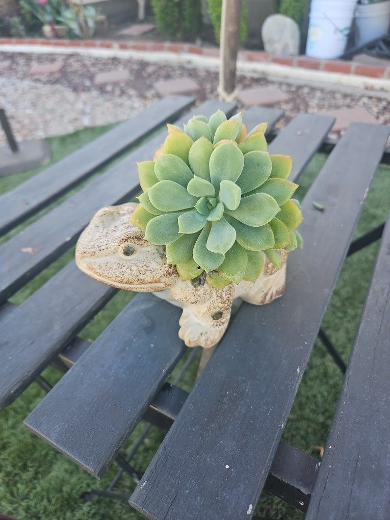 Ghost Plant In A Toad Ceramic Vase