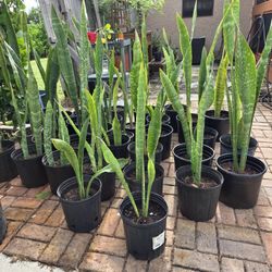 Snake Plants / Mother In Law Plants