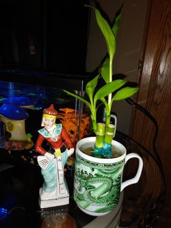 LUCKY BAMBOO IN DRAGON CUP