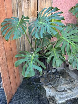 Monstera