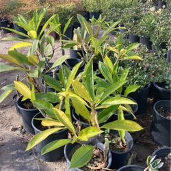 Plants