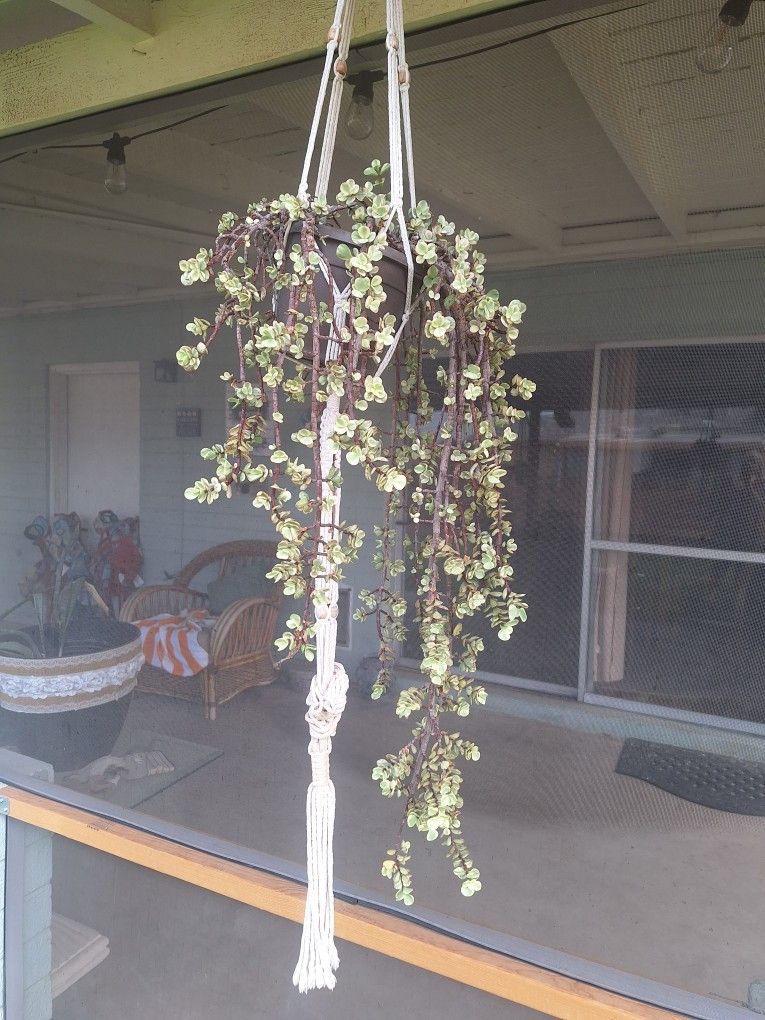 Plant