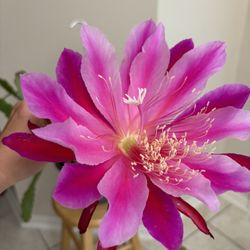 Giant Two Color Epiphyllum!  10” Basket / Hoa Quynh Tim’ / Chid Cactus