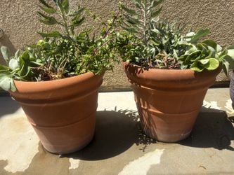 Very Large Terra Cotta Potted Plants