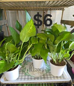 4" Pothos