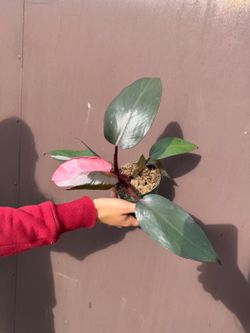 4” pink princess black cherry