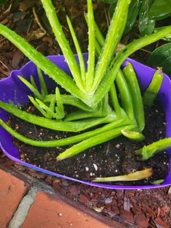 Plants
