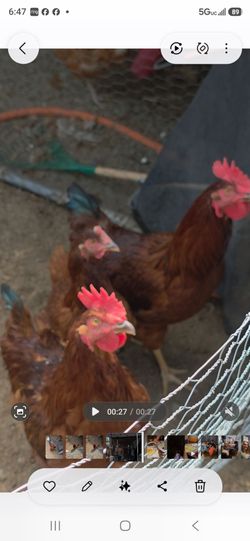 Rooster
