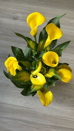 Yellow Calla Lily Live Plant Potted Plant