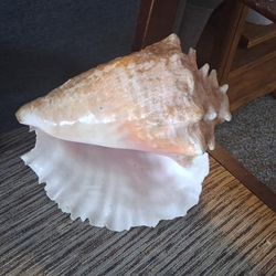 Large Bahamian Queen Conch Pink