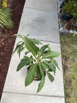 Avocado 🥑 Tree 4’ Feet Tall.