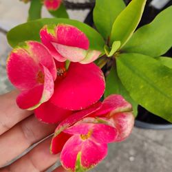 Crown Of Thorns Corona De Espinas Plant 