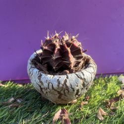 Gymnocalycium mihanovichii (Frič ex Gürke) Britton & Rose Cactus Li. live Rooted get 2 free Succulent cuttings 