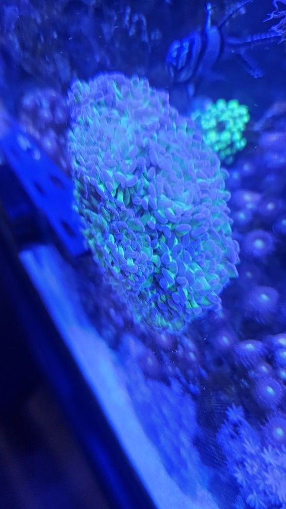 Fake Fake Green/Purple Tip Hammer