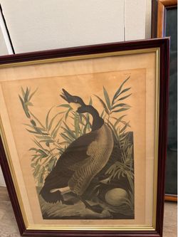 Audubon Goose Print