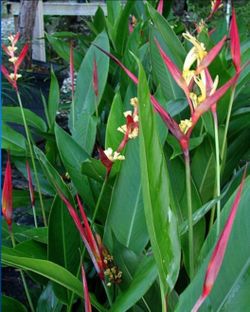 Heliconia Summer Vibes starter plant. Firm