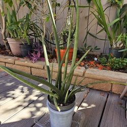Cylindrical Snake Plant (Dracaena angolensis)