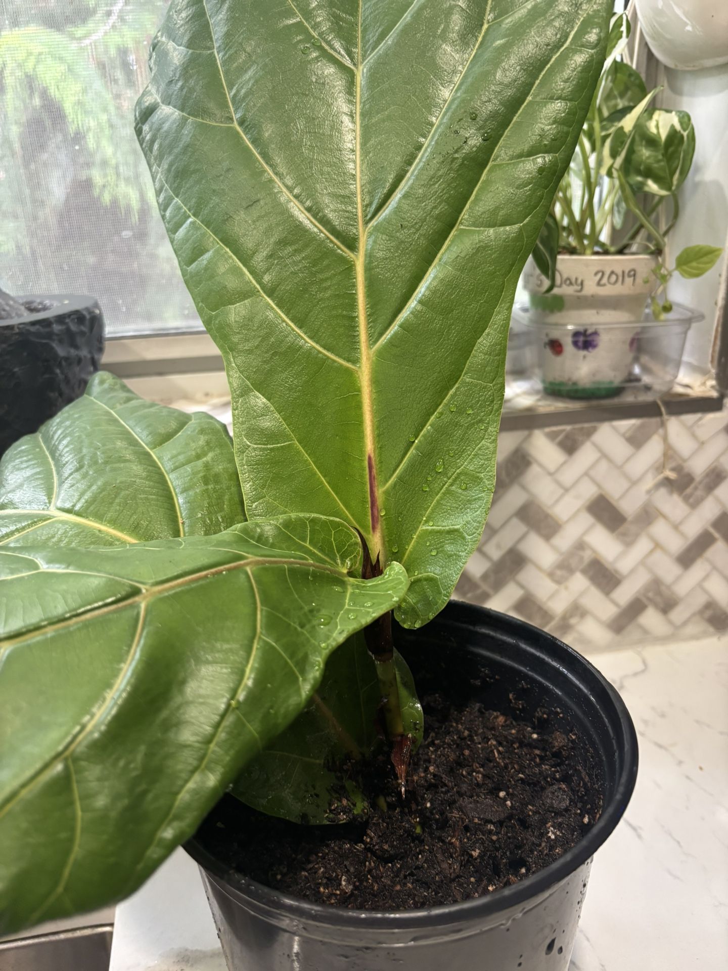 Indoor Plant - Fiddle Leaf
