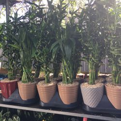 Lucky Bamboo In Ceramic Ceramic Pot. SPECIAL PRICE !🤩