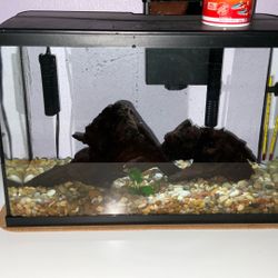 10 Gallon Fish Tank