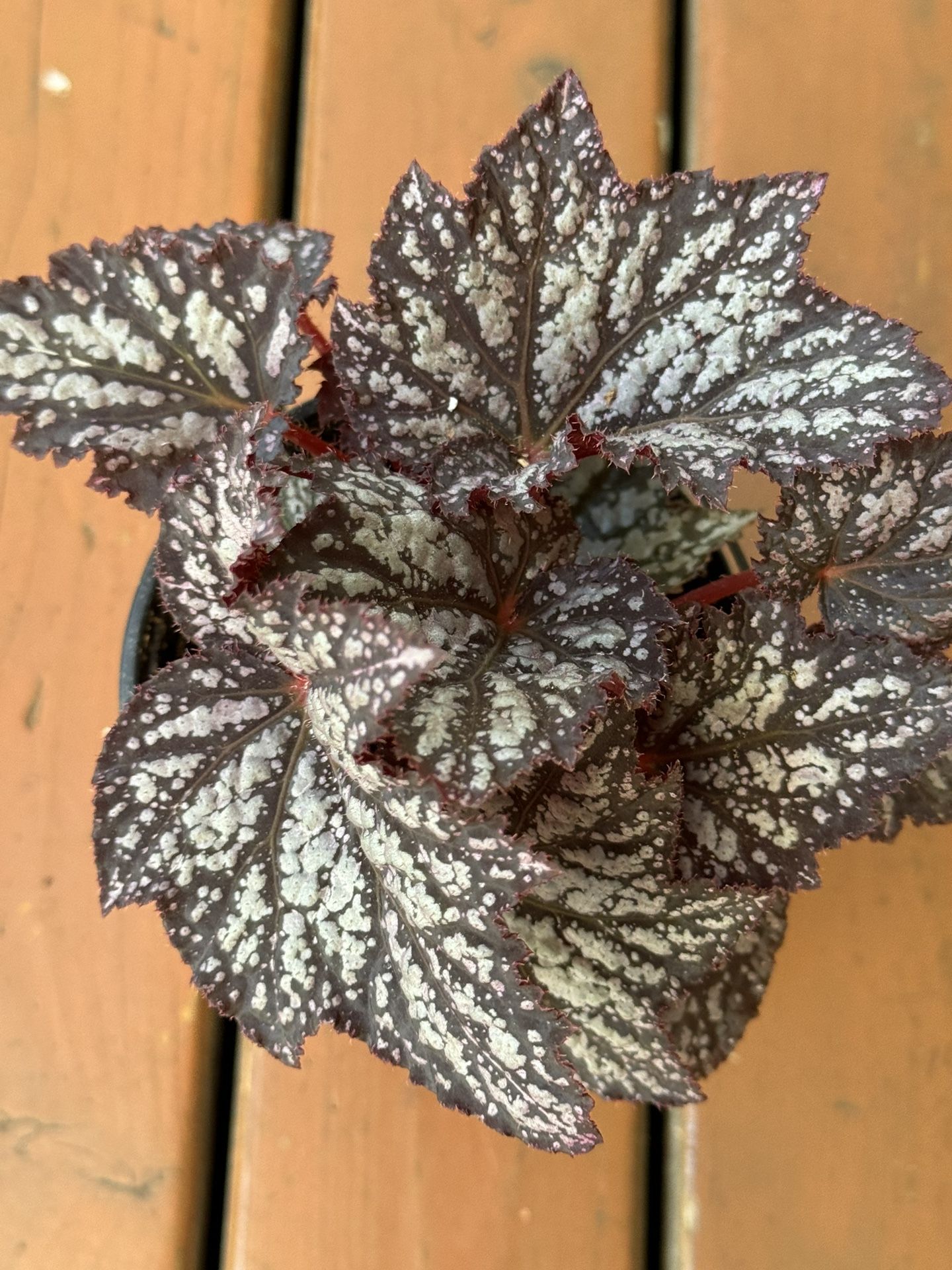 Begonia Indoor Plant