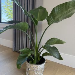 Bird of Paradise Indoor Plant