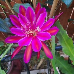 Epiphilium Orchid Plant