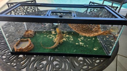 Bearded Dragon w/ terrarium