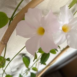 Mandevilla Trailing Plant