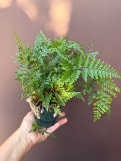4” rabbit foot fern