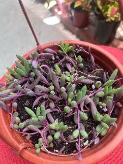 String of Rubies starter plant