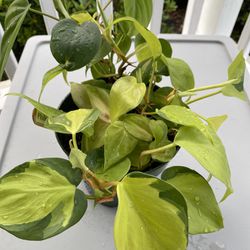 Philodendron Brazil | Philodendron Brasil | Rare LIVE Brasil Philodendron Scandens Brasil Sweetheart Planting live Plant- IN  6" pot