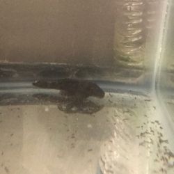 BristleNose Pleco Tank Set Up