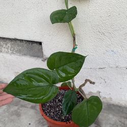 Syngonium Chapease House Shade Plant, In 10 Inch Pot Pick Up Only 