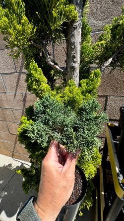shimpaku ‘kishu’ juniper in a 1/2 gallon pot