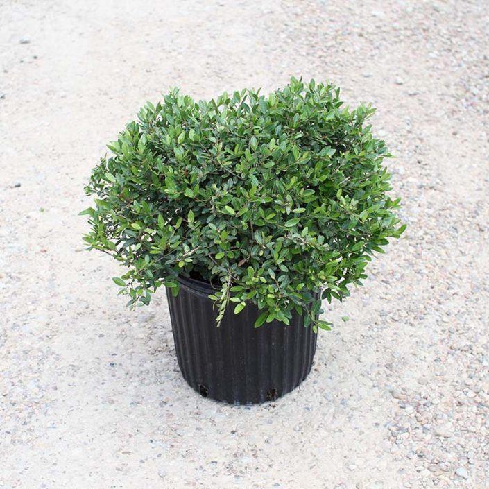 Wintergreen Boxwood, Dwarf Yaupon For Sale 3 Gallons for Sale in