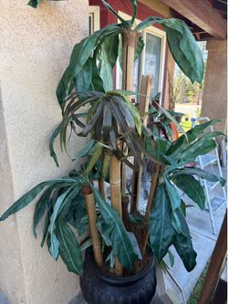 Plant