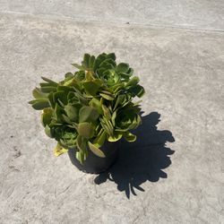 Green Succulents 