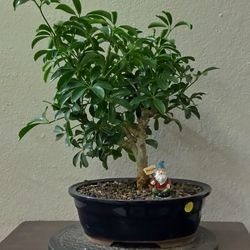 Hawaiian Umbrella Bonsai 