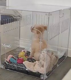Acrylic Dog Crate