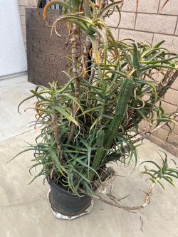Large plant