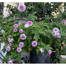 Miniature rose in the pot, Aunt Margy’s for sale .
