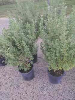 Texas sage ( cenizo)